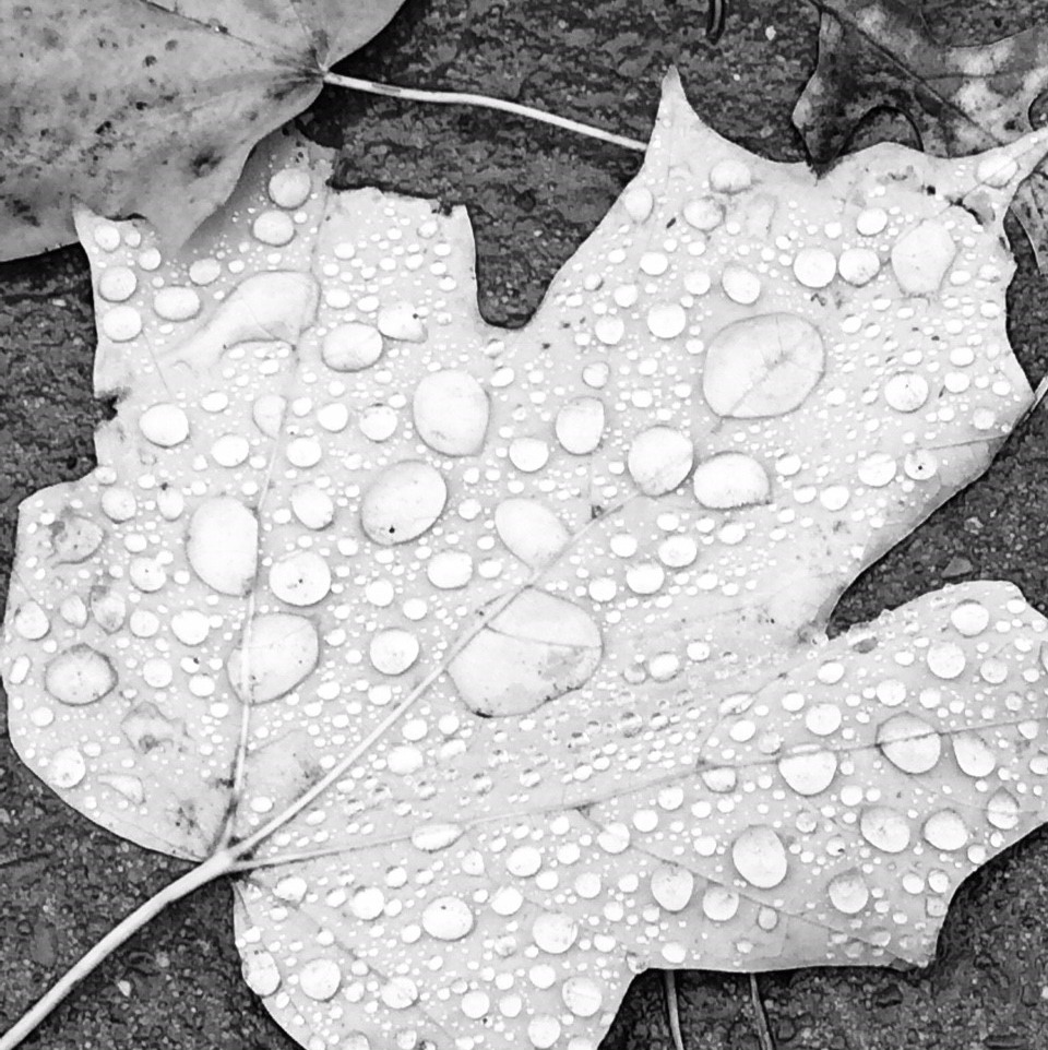 leaves in rain