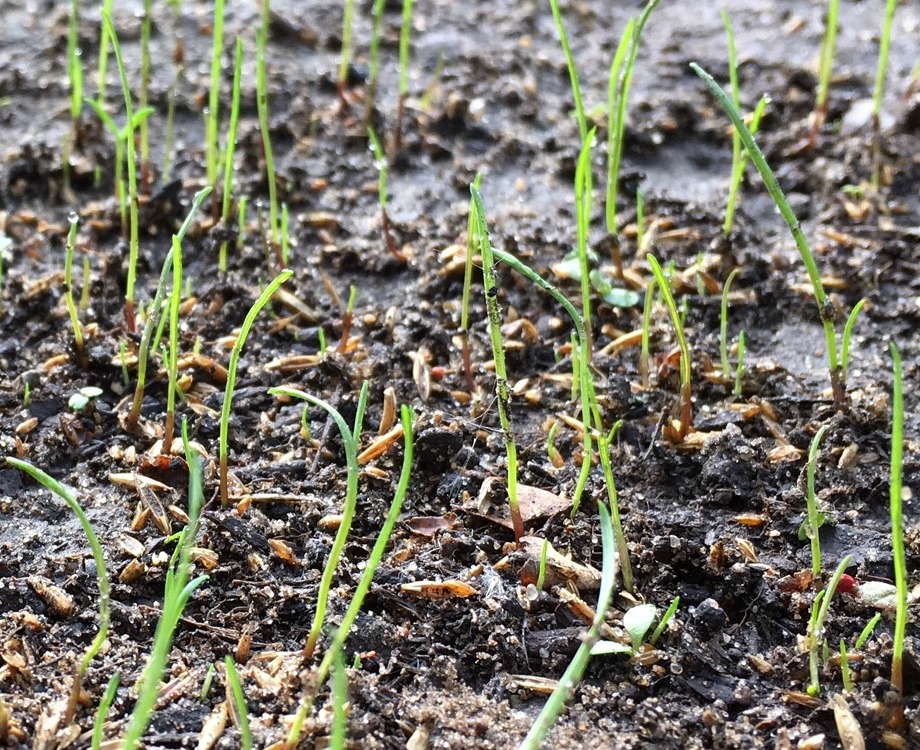 grass sprouts