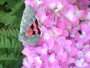 moth with pink wings